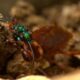 Vespa orientalis