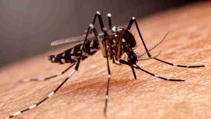 Un altro caso di febbre del Dengue in Lombardia