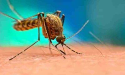 Dopo i casi registrati a Monza e nel Lodigiano, ancora un episodio sospetto di febbre Dengue in Lombardia.