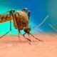 Dopo i casi registrati a Monza e nel Lodigiano, ancora un episodio sospetto di febbre Dengue in Lombardia.