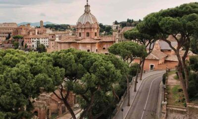 Roma invasa da alberi di pino