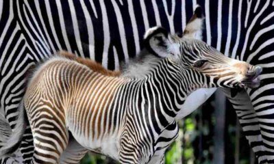Un cucciolo di zebra Grevy in via di estinzione è stato dato alla luce il 2 settembre scorso presso il Bioparco di Roma.