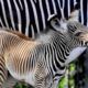 Un cucciolo di zebra Grevy in via di estinzione è stato dato alla luce il 2 settembre scorso presso il Bioparco di Roma.