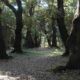 Excursus storico sulla cittadina di Sutri, con un passaggio sul Bosco Sacro che la caratterizza rispetto alle sue peculiarità.