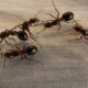 Eliminare le formiche in casa