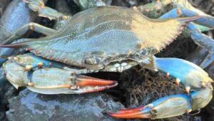 Via alla pesca a strascico del granchio blu, che affligge tutta la fauna marina del Paese. In veneto un particolare modo di perscarlo.