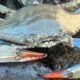 Via alla pesca a strascico del granchio blu, che affligge tutta la fauna marina del Paese. In veneto un particolare modo di perscarlo.