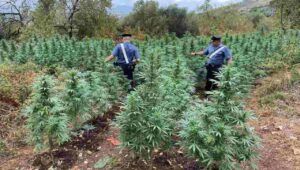 A Fara Sabina scoperta piantagione di marijuana composta da oltre 260 piante alte quasi due metri. Arrestati due uomini.