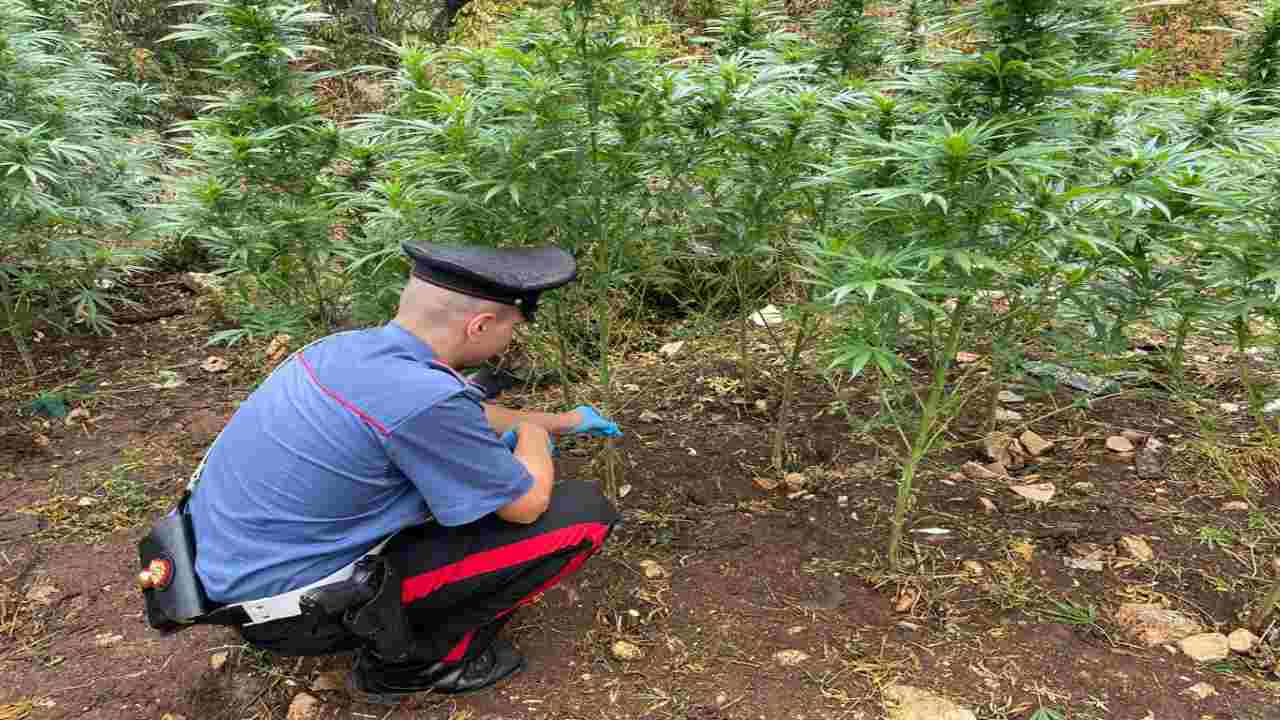 A Fara Sabina scoperta piantagione di marijuana composta da oltre 260 piante alte quasi due metri. Arrestati due uomini.