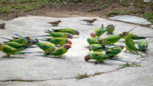 Invasione di pappagalli a Roma