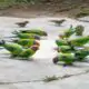 Invasione di pappagalli a Roma