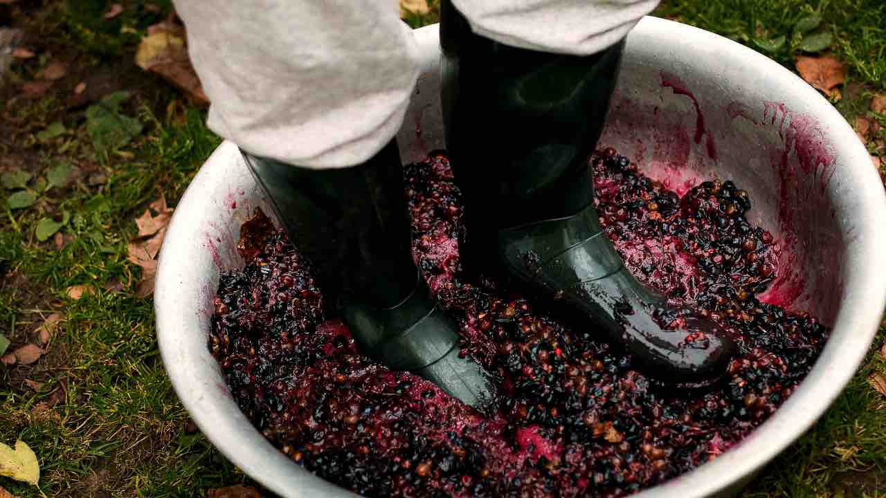 Pigiatura uva