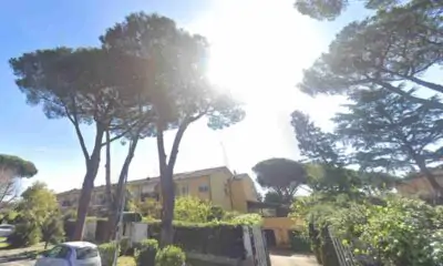 Pini di via Alessandro Magno a Casal Palocco