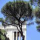 Pini nel Centro Storico di Roma