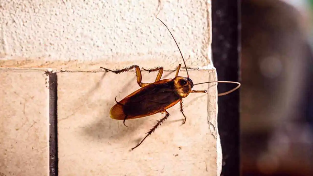 Da dove provengono gli scarafaggi