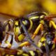 Vespula Germanica
