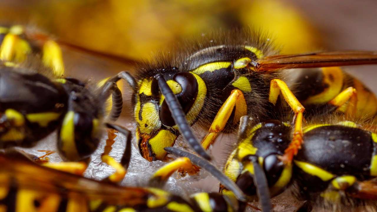 Vespula Germanica