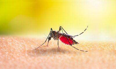 Il 29 settembre ad Anzio, verrà espletata la disinfestazione di alcune strade rispetto al proliferare della zanzara Dengue.