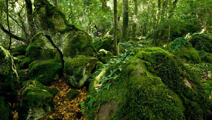 Bosco del sasseto