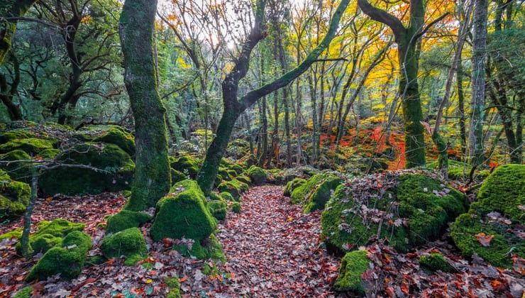 Bosco del sasseto