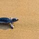 caretta caretta