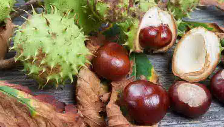 castagne