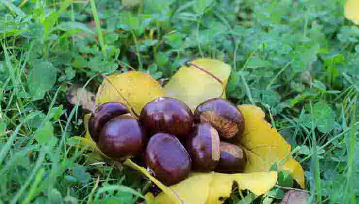 castagne