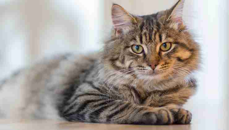 gatto