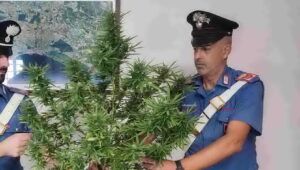 marijuana Nettuno, arrestato 50enne