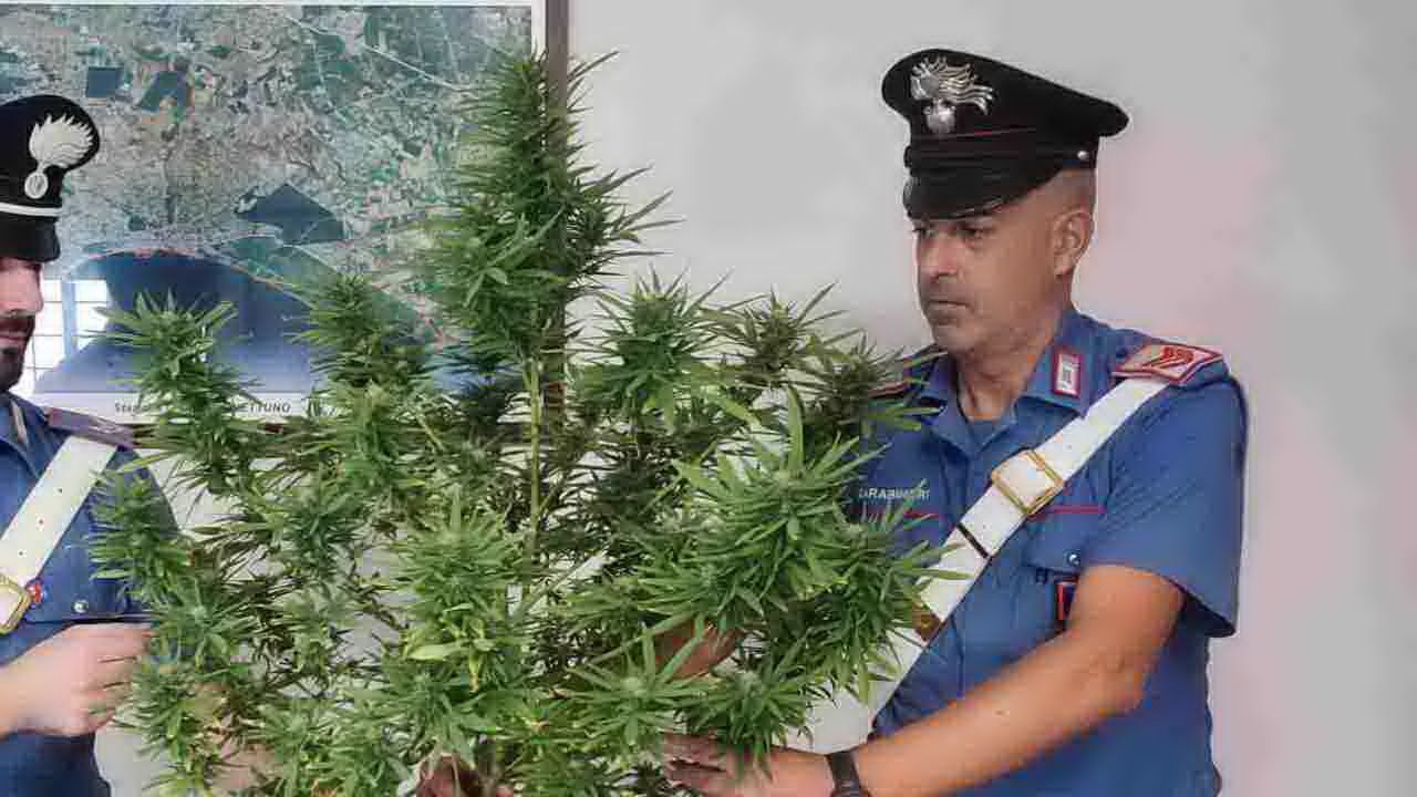marijuana Nettuno, arrestato 50enne