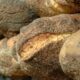 Il miglior pane di Roma