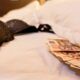 Prostituzione Pomezia