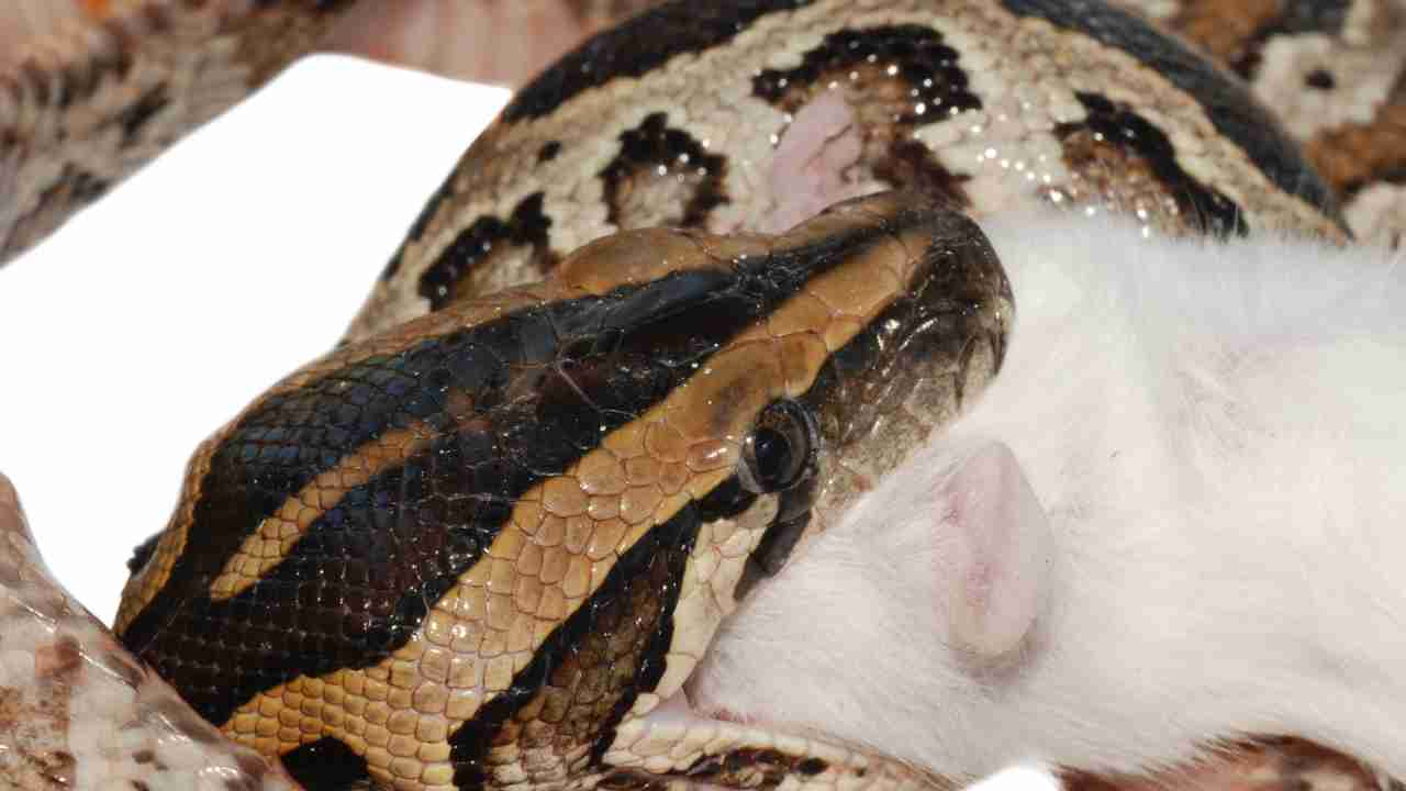 serpente