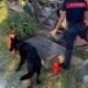 spaccio cerveteri 4 arresti