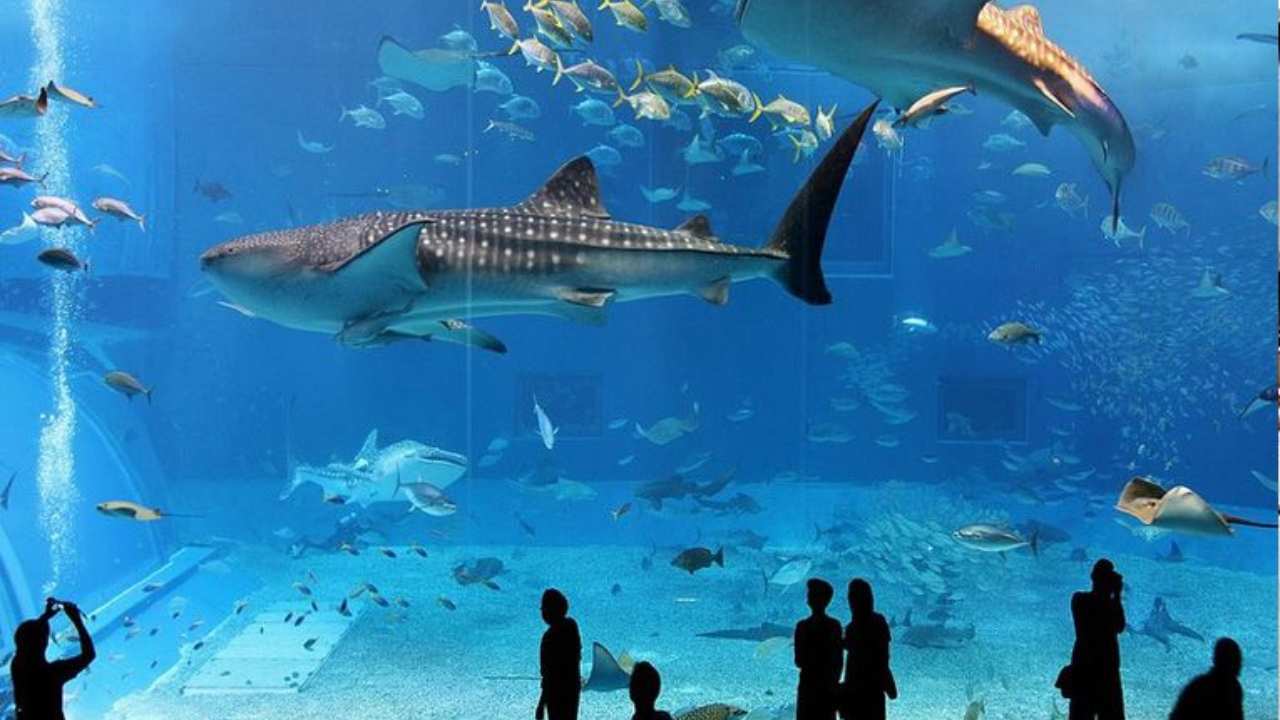 Quando apre l'acquario di Roma