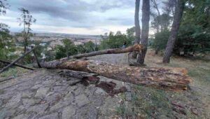 Presso la Riserva di Monte Mario ci sono dei pini caduti. Necessario rimuoverli e monitorare lo stato di salute del bosco.