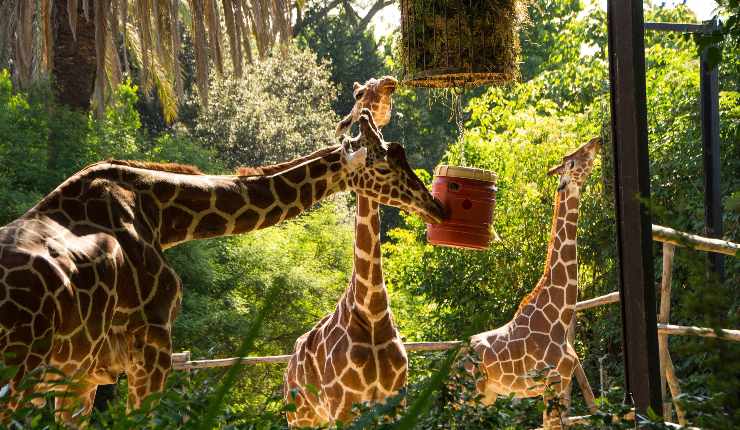 Bioparco di Roma stage