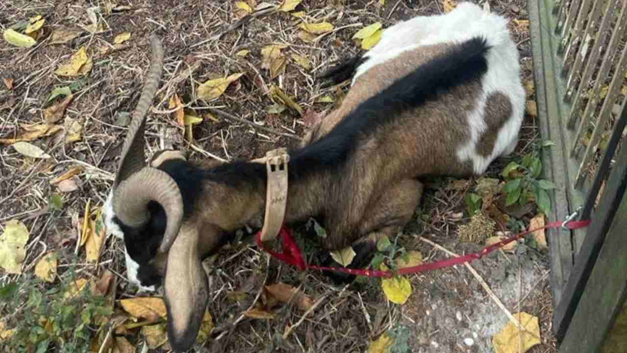 Capra abbandonata a Roma