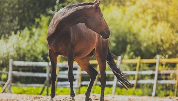 Passeggiata a cavallo roma