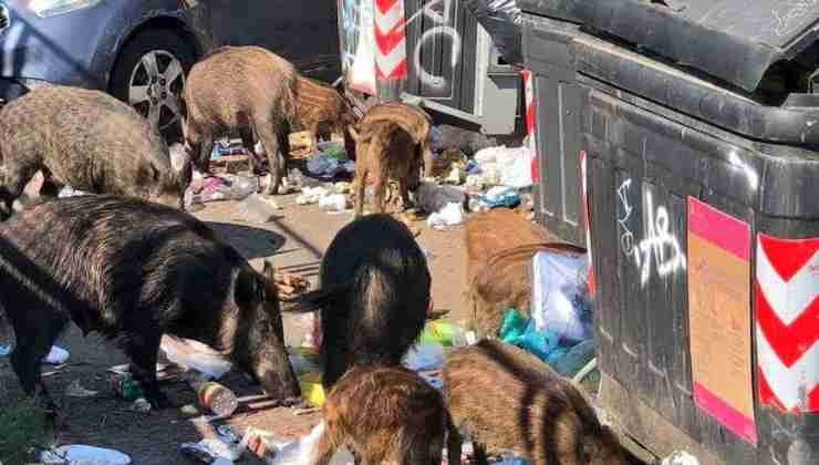 Conseguenze emergenza rifiuti a Roma