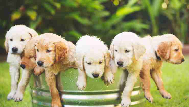 Cuccioli di Golden Retriever