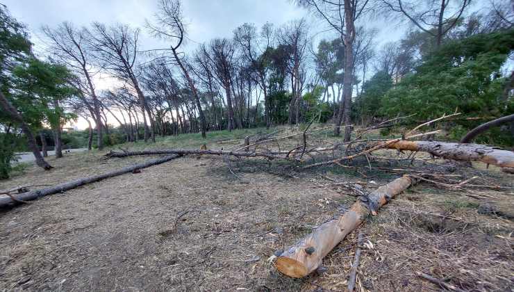 Presso la Riserva di Monte Mario ci sono dei pini caduti. Necessario rimuoverli e monitorare lo stato di salute del bosco. 