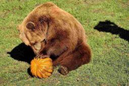 Orso Bioparco di Roma