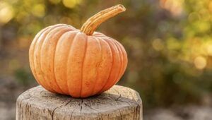 Halloween, Pumpkin Patch a Roma