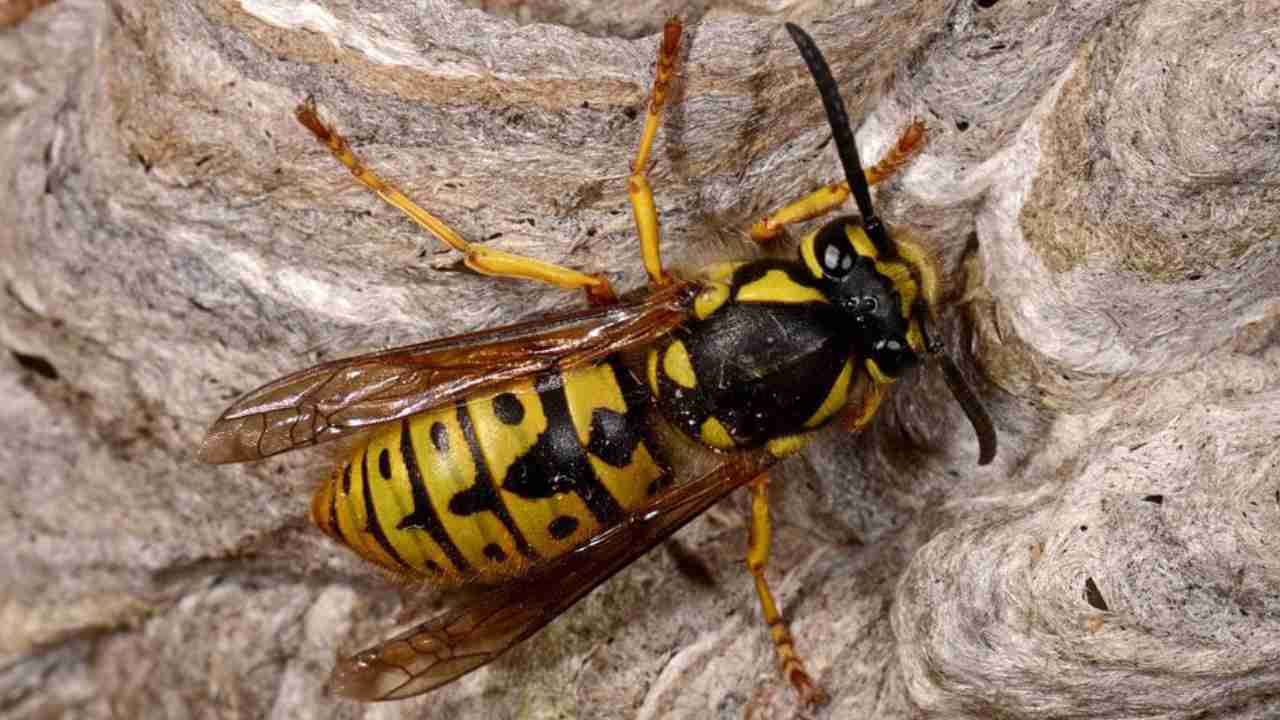 Vespa Germanica