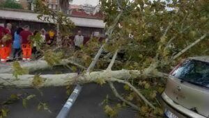 crolla albero in via della magliana