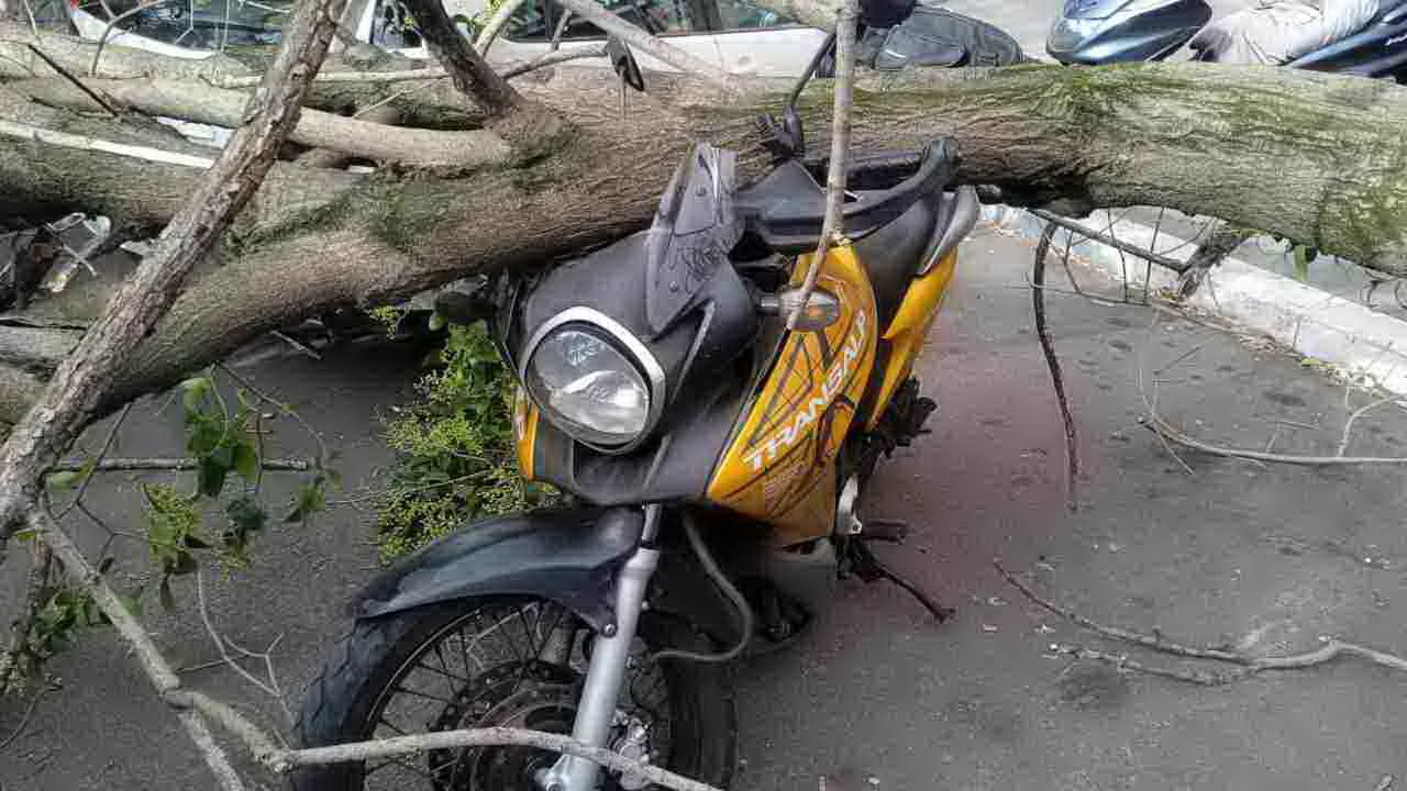 albero crolla su veicoli in sosta a marconi