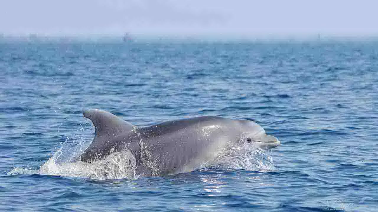 delfini a ostia