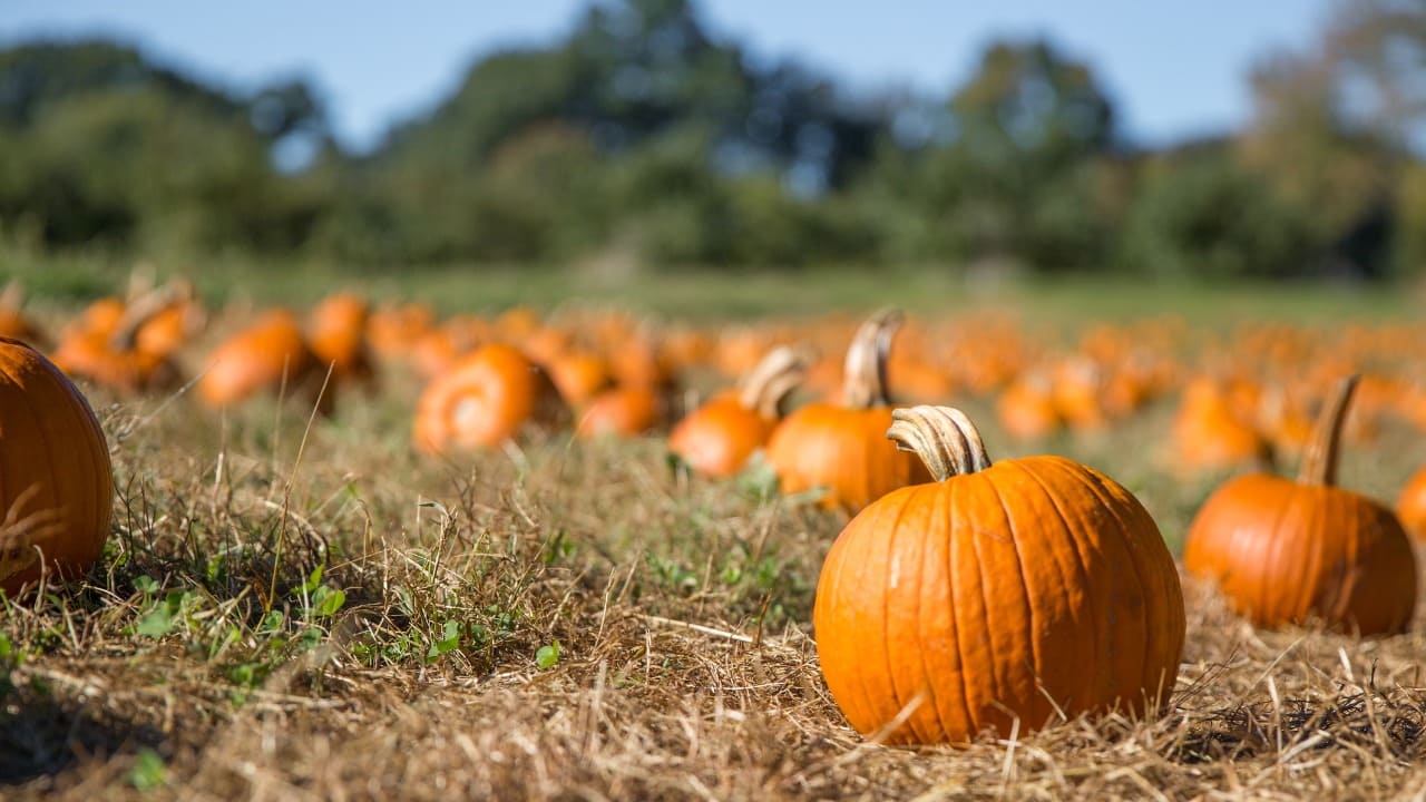 La fattoria della zucca