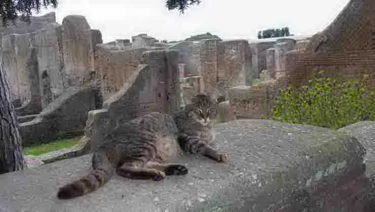 gatti a roma